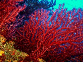 disfrutando de los corales bajo el agua
